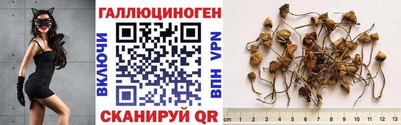 Псилоцибиновые грибы Psilocybe Рубцовск
