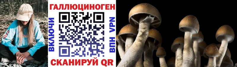 Псилоцибиновые грибы Psilocybine cubensis  где купить   Рубцовск 